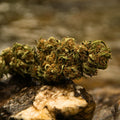 Infûs CBD - La Buine Gnot